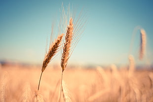 photo of two brown Wheats HD wallpaper