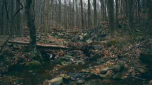gray rocks, water, forest, hiking HD wallpaper