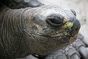 brown turtle, Turtle, Muzzle, Eyes