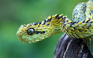 closed-up photo of viper snake opened eye