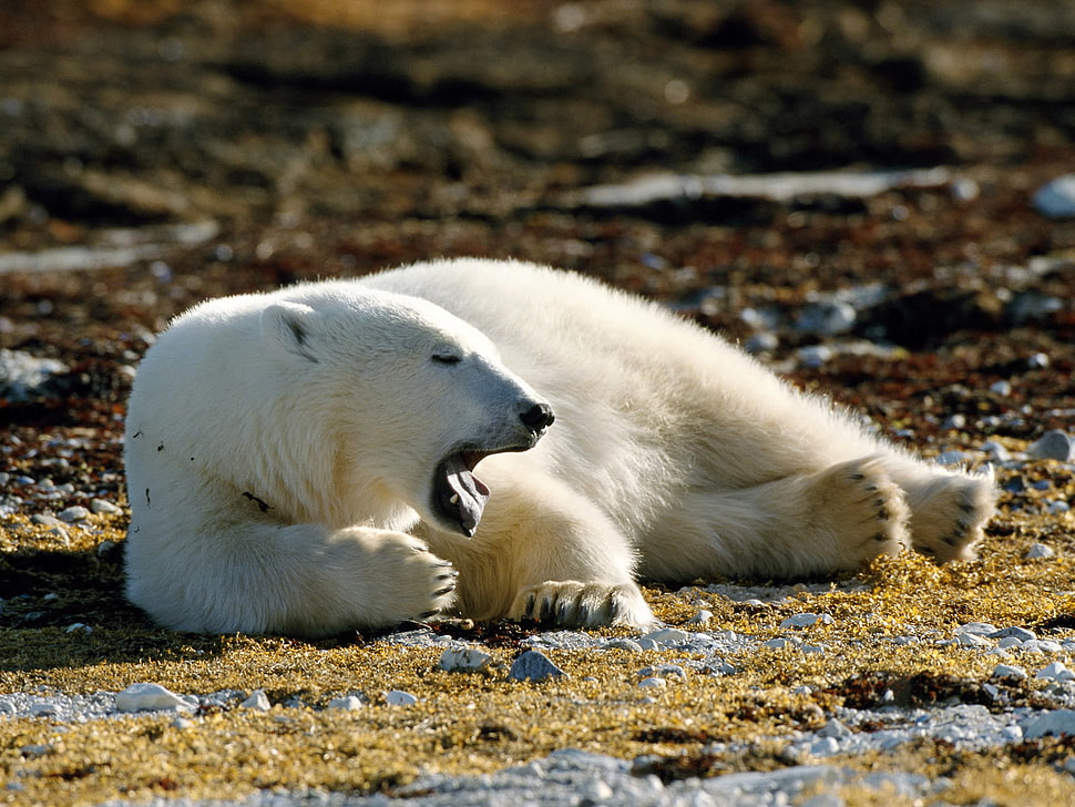 polar bear lying on rock terrain HD wallpaper