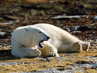 polar bear lying on rock terrain