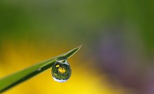 droplet of water in green leaf