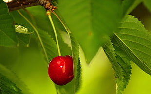 red cherry on tre