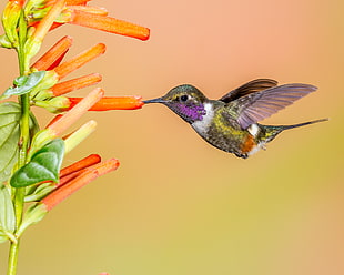 yellow and black humming bird with sniffing flower