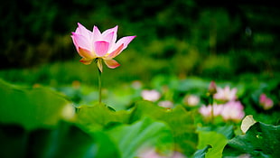 pink and white petaled flower in focus photography