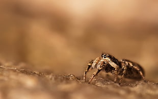 brown and gray jumping spider on close-up photography