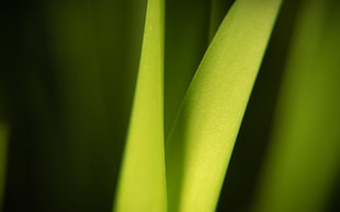 closeup photo of green leaf