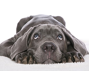 grayscale photography of black short-coated dog