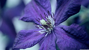 purple 5-petal flower HD wallpaper