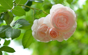 pink petaled flowers, nature, flowers, rose