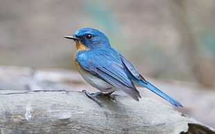 blue and yellow bird, nature, animals, birds HD wallpaper