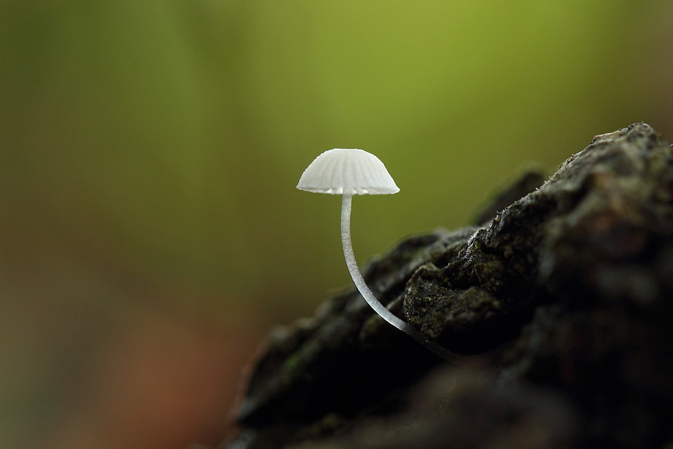 macro, mushroom HD wallpaper
