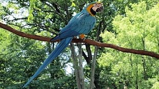 photography of blue and yellow Parrot on tree inside forest