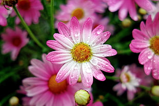 white and pink flowers with water droplets, marguerite