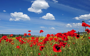 red Poppy flowers in bloom at daytime