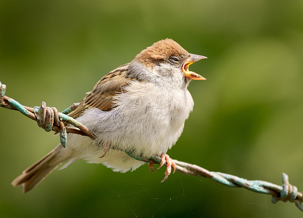 shallow focus photography of Sparrow brown sparrow HD wallpaper