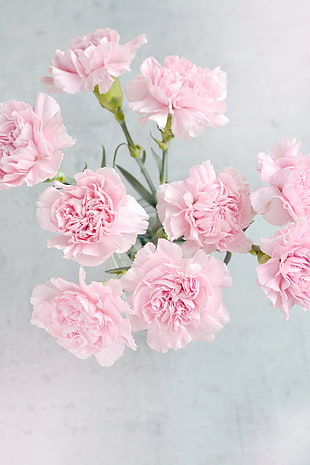 pink petaled flower bouquet HD wallpaper