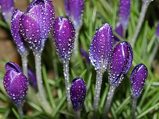 purple Crocus flowers close-up photo HD wallpaper