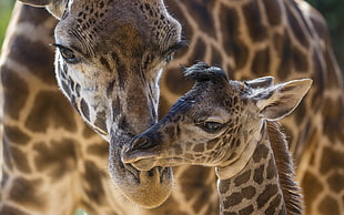 brown giraffe, animals, giraffes, baby animals HD wallpaper