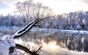 snow coated trees, nature, landscape, reflection, snow