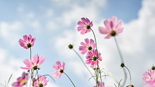 pink petaled flowers in closeup photo