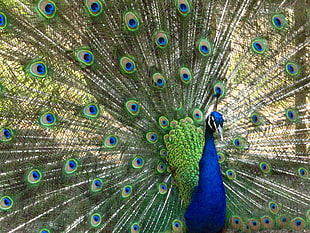 A Peacocks Beautiful Opened Feathers