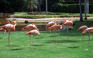 flocks of Flamingo birds HD wallpaper