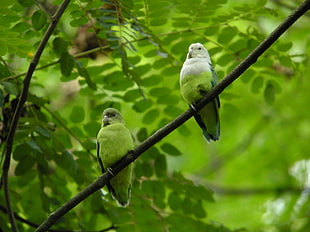 two green birds perching on tree, grey-headed lovebird, agapornis, madagascar