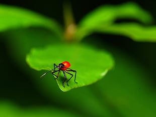 shallow focus photo of a red insect on leaf