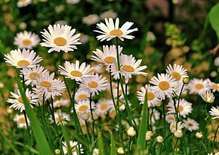 white daisies flowers during daytime