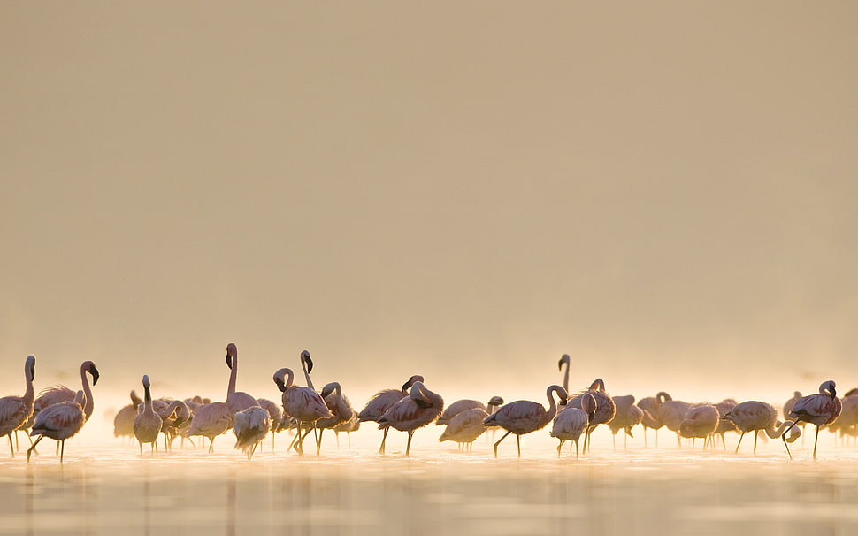 flock of flamingo birds, birds, flamingos, water, nature HD wallpaper