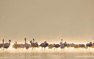 flock of flamingo birds, birds, flamingos, water, nature