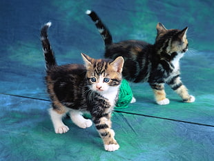 black and brown Bullseye Tabby Kitten