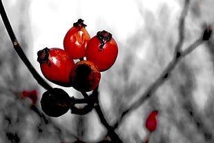 oval red fruits in shallow focus photography HD wallpaper
