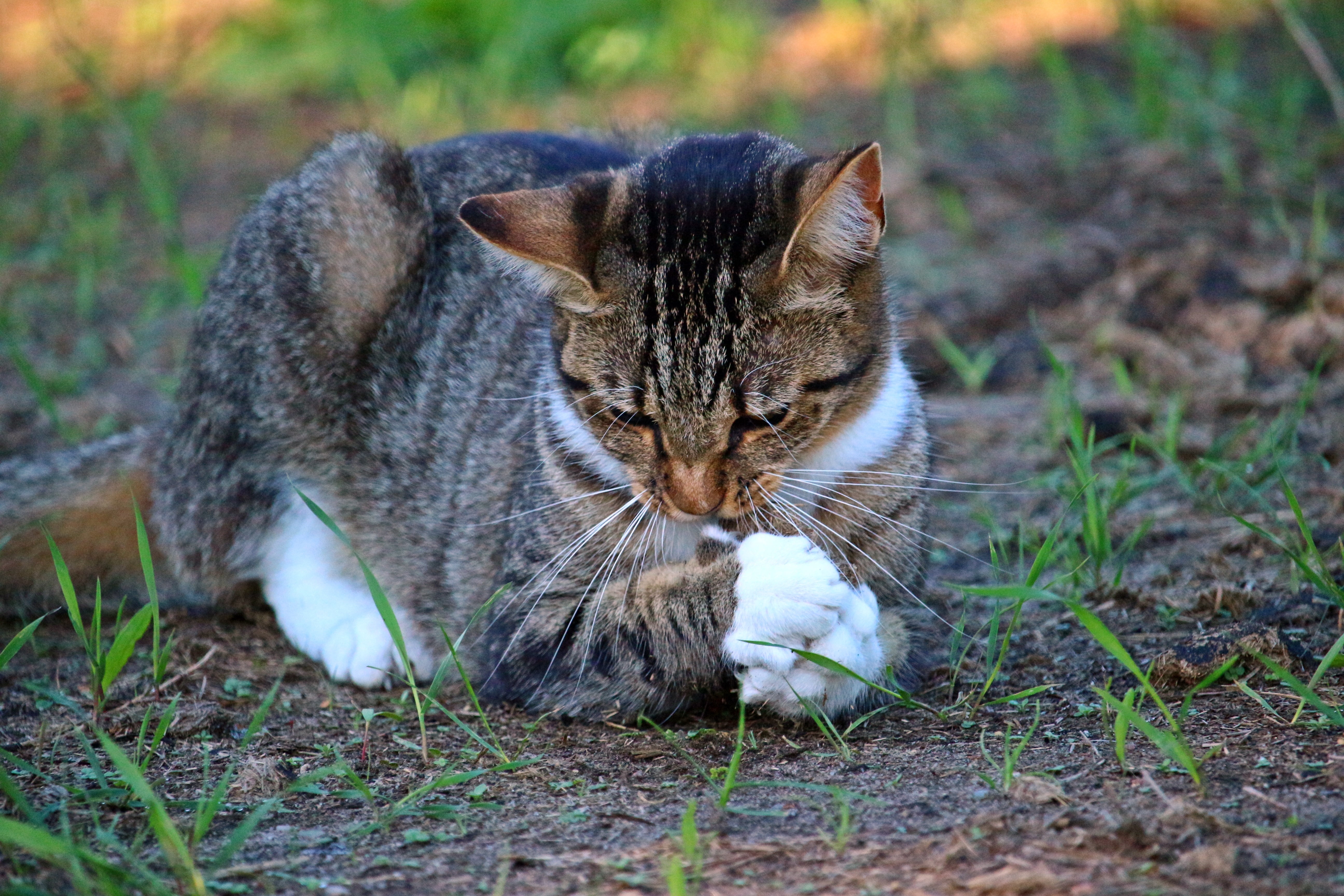 brown, white, and black tabby cat