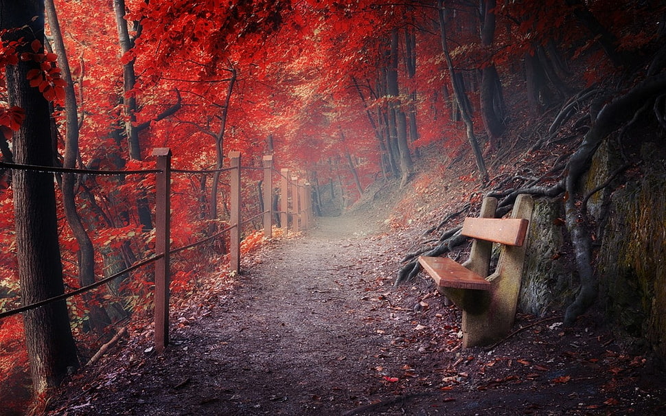 empty bench beside red leaf trees HD wallpaper