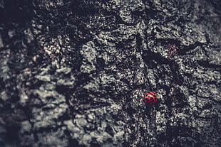 red lady bug, nature