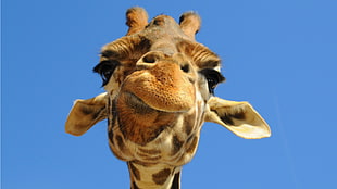 brown giraffe, animals, humor HD wallpaper