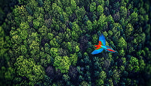 red, blue, and green bird flying on top of trees