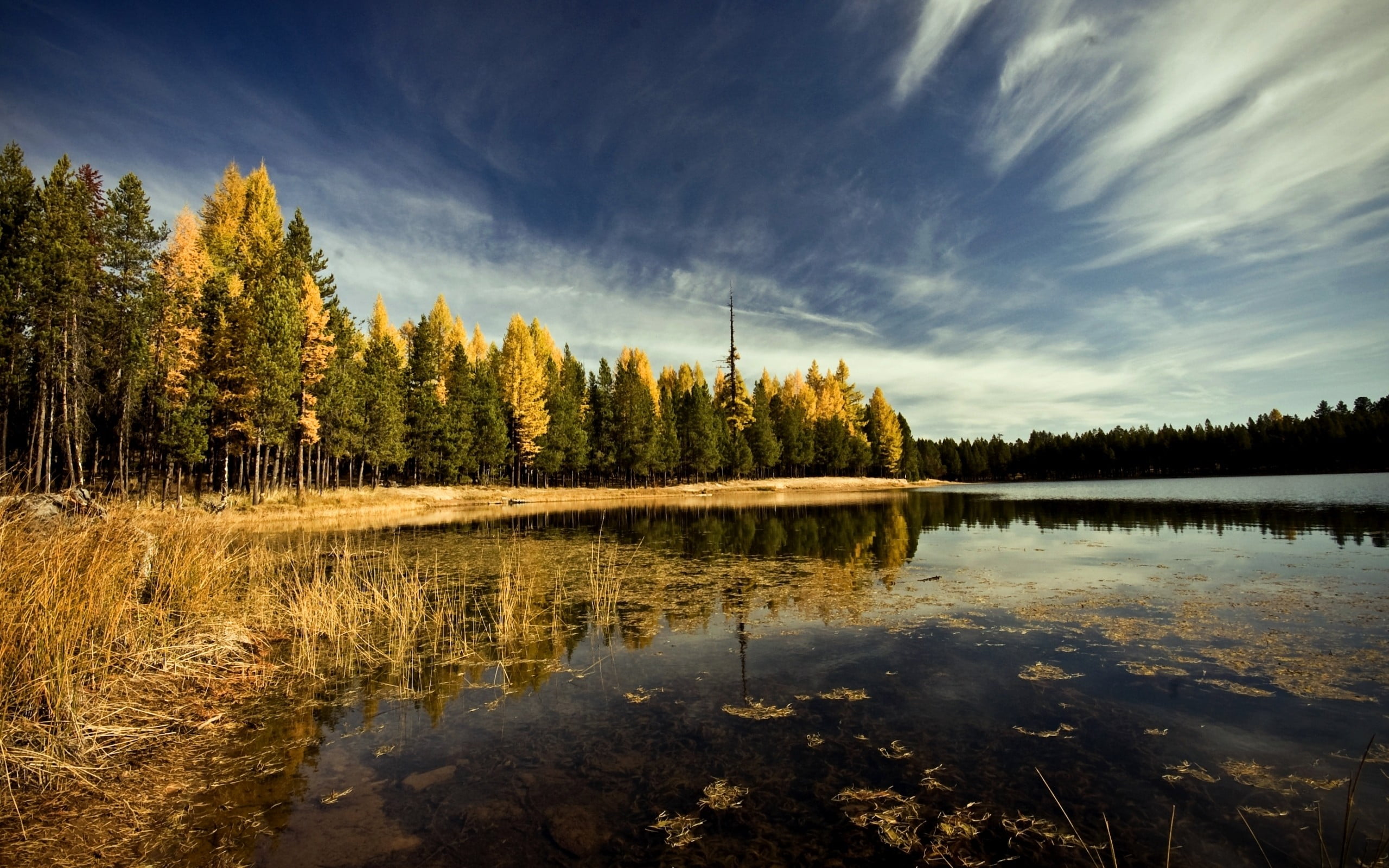 landscape photography of body of water and trees