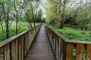 clear brown wooden bridge between trees, nore, kilkenny city