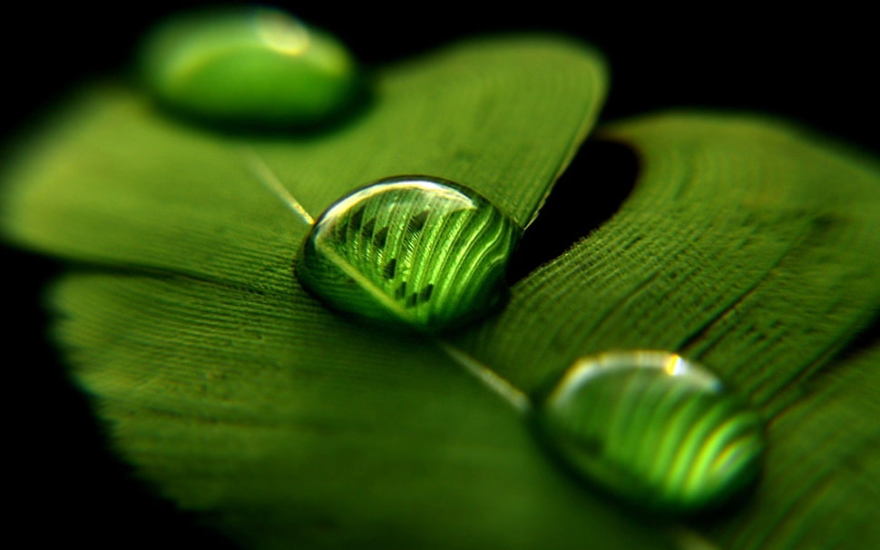 green leaf plant HD wallpaper