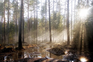 forest, nature, forest, sun rays, landscape