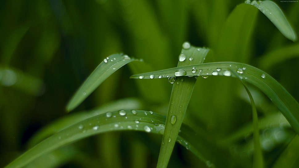 wet green leave grass outdoor HD wallpaper