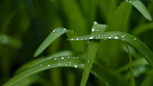 wet green leave grass outdoor