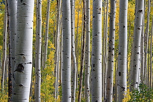 close up photography of gray tree trunks