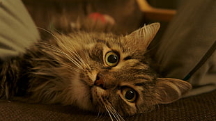 gray tabby cat, cat, animals HD wallpaper