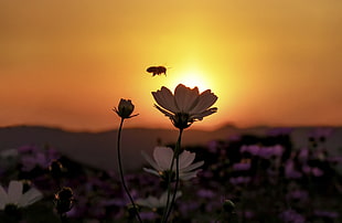 bee flying on top of white flowers during sunset