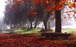 orange tree, nature, photography, landscape, park HD wallpaper